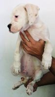 Boxer Puppies for sale in Bhayandar, Bhayandar East, Mira Bhayandar, Maharashtra, India. price: 17000 INR