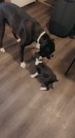 Boxer Puppies for sale in Chatfield, MN 55923, USA. price: NA