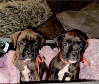 Boxer Puppies for sale in Buford, GA 30519, USA. price: NA