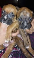 Boxer Puppies for sale in New Delhi, Delhi, India. price: 18000 INR