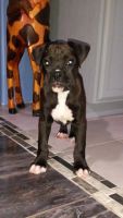 Boxer Puppies for sale in Central Florida, FL, USA. price: NA