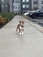 Boxer Puppies for sale in Bowie, MD, USA. price: NA