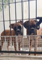 Boxer Puppies for sale in Karaikudi, Tamil Nadu, India. price: 30000 INR