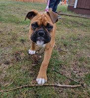 Boxer Puppies for sale in Spokane Valley, WA, USA. price: NA