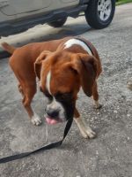 Boxer Puppies for sale in Jacksonville, FL, USA. price: $9,049,230,000