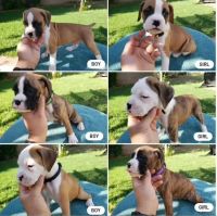 Boxer Puppies for sale in West Covina, CA 91790, USA. price: $500