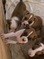 Boxer Puppies for sale in Windham, OH 44288, USA. price: $250