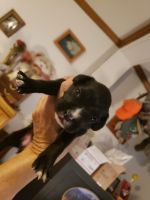 Boxer Puppies for sale in Billings, MT, USA. price: $100,000