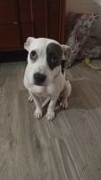 Boxer Puppies for sale in 1841 S Irving Ave, Tucson, AZ 85711, USA. price: $50