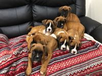 Boxer Puppies for sale in New York, NY, USA. price: $550