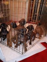 Boxer Puppies for sale in Edmonton, KY 42129, USA. price: NA
