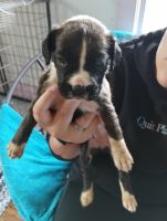 Boxer Puppies for sale in Frewsburg, NY 14738, USA. price: $800