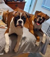 Boxer Puppies for sale in Titusville, FL, USA. price: $1,100