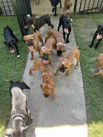 Boxer Puppies for sale in St. Augustine, FL, USA. price: $650
