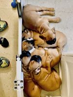 Boxer Puppies for sale in Rockaway Beach, Queens, NY, USA. price: $2,500