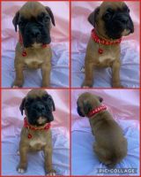 Boxer Puppies for sale in Louisville, KY, USA. price: $900
