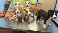 Boxer Puppies for sale in Buckeye, AZ 85326, USA. price: $350