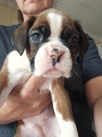 Boxer Puppies for sale in Mastic, NY, USA. price: $1,800