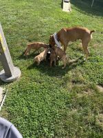 Boxer Puppies for sale in Fall River, MA, USA. price: $1,500