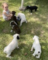 Boxer Puppies for sale in Sulphur, LA, USA. price: $450