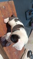 Boxer Puppies for sale in ELEVEN MILE, AZ 85122, USA. price: $100