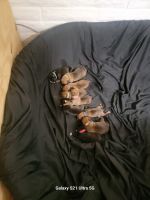 Boxer Puppies for sale in Phoenix, AZ, USA. price: NA