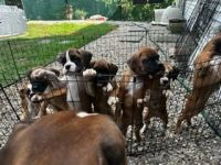 Boxer Puppies for sale in Simsbury, CT, USA. price: NA