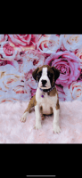 Boxer Puppies for sale in St Augustine, FL 32084, USA. price: $1,000