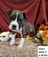 Boxer Puppies for sale in Sioux Center, IA 51250, USA. price: $800