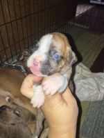 Boxer Puppies for sale in Indio, CA, USA. price: $900