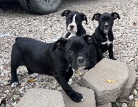 Boxer Puppies for sale in Yates Center, KS 66783, USA. price: $400