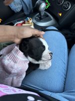 Boxer Puppies for sale in Redford Charter Twp, MI, USA. price: $100