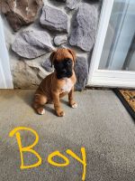 Boxer Puppies for sale in Stanley, VA 22851, USA. price: $1,000