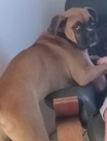 Boxer Puppies for sale in Jacksonville, FL, USA. price: $800