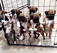 Boxer Puppies for sale in Valentine, NE 69201, USA. price: $900