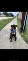 Boxer Puppies for sale in Deer Park, TX, USA. price: $700