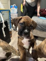 Boxer Puppies for sale in Aurora, CO, USA. price: $800