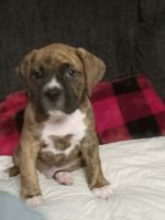 Boxer Puppies for sale in Harrison, MI 48625, USA. price: $600