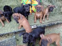 Boxer Puppies for sale in Clearlake, CA 95422, USA. price: $450