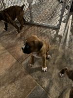 Boxer Puppies for sale in Leavenworth, KS 66048, USA. price: $200,000