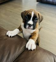 Boxer Puppies for sale in Centennial, CO, USA. price: $1,000