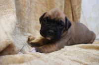Boxer Puppies for sale in Humboldt, TN 38343, USA. price: $800