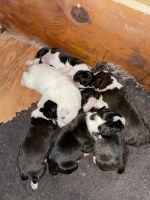 Boxer Puppies for sale in Dadeville, AL, USA. price: $800