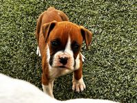 Boxer Puppies for sale in Oxnard, California. price: $700