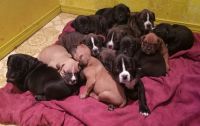 Boxer Puppies for sale in Woodland, Washington. price: $750
