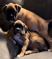 Boxer Puppies for sale in Graham, Washington. price: $1,500