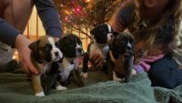 Boxer Puppies for sale in Smethport, Pennsylvania. price: $1,100