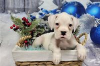 Boxer Puppies for sale in Atlanta, Georgia. price: $450