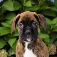 Boxer Puppies for sale in East Boston, Massachusetts. price: $550