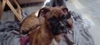 Boxer Puppies for sale in Franklin, Pennsylvania. price: $1,200